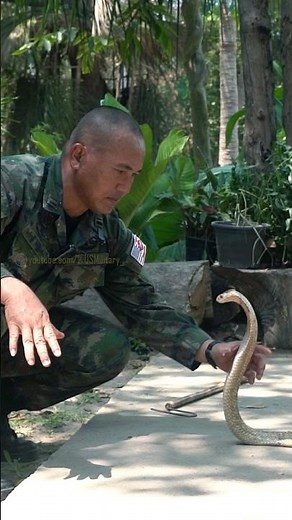 Extreme Techniques Royal Thai Marine Instructors Used to Catch a King Cobra Before the Attack