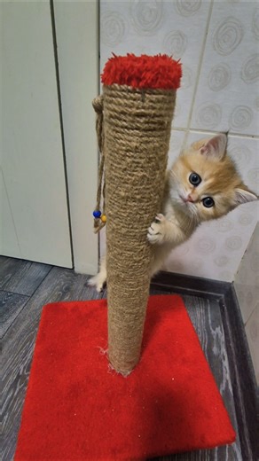 Kutuma kutumo kedi dans gösterisi