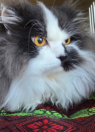 Theodore the Gorgeous Persian Cat's Grooming Session