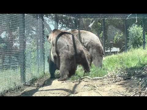 Grizzly Bears mating @OaklandZooCA 5-23-21