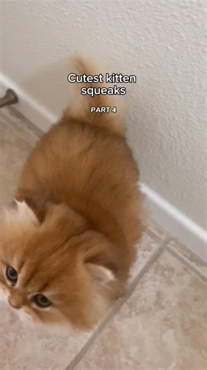 Prepare yourself for the squeakathon 🥹 Do you have a vocal kitty?? 🐱 | Maple Cat