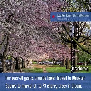 From a hidden flower bridge to a mountain laurel sanctuary—enjoy a virtual tour of Connecticut's beautiful flower destinations 🌷🌻 #CTvisit #StaySafeStayHome | Visit Connecticut