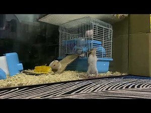 Hamster Makes Epic Escape From His Cage