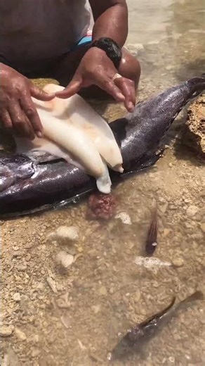 squad ate a lot of fish |see view