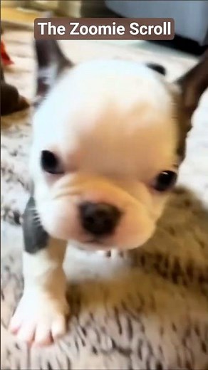 TINY PUPPIES #shorts #viral #thezoomiescroll