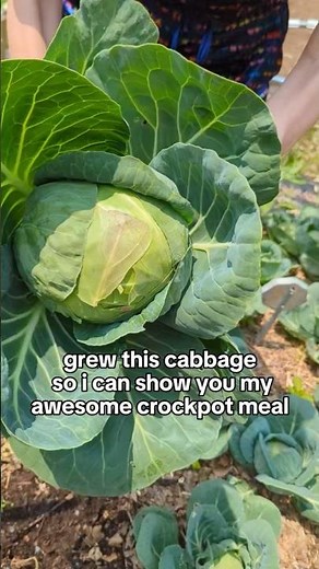 Crockpot Cabbage and Kielbasa