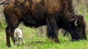 Rare wild white bison born in Yellowstone; ceremony planned with Native elders - East Idaho News