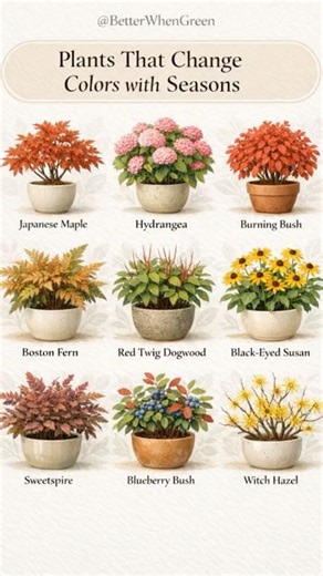 Plants That Change Colors with Seasons 🍁🌿