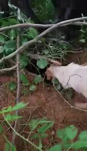 #FormFollowsFunction All dog breeds were bred to perform a specific purpose. We want to see our readers’ dogs doing the work they were bred to do to be shared on The #CanineChronicle! Thank you Victoria & Cheyenne Tippens for sharing this video of Wee (CH Parhelion Winds of Furry) & Ned (GCHB Parhelion Forever a Cowboy), two #ParsonRussellTerriers, doing what they were bred to do. Was your dog bred to hunt? Bred to herd cattle? Was he bred to rescue or guard? Was he bred to hunt rats? Please sha