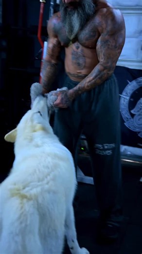 Download my app 📲 to train with me! Click the link in my bio! ↙️ @Lifts.with.wolves @Lifts.with.wolves @Lifts.with.wolves Available in the App Store and Google Play Store! ✅ 18 different programs, for different goals, different fitness levels, and different schedules. ✅ Over 400 different exercises! Programs include: - Bodybuilding - Pure Strength - Power Building - Full Body Physique - Free Weights Only - Body Part Split - Upper Body - Lower Body Split - Big Booty Program - New to the Gym - Bo