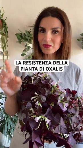 WHAT THE OXALIS PLANT TEACHES US #plants #garden #flowers #gardening