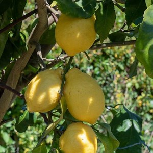 The 10 Best Companion Plants for Citrus Trees