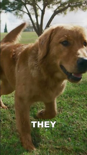 Golden Retrievers in a Poem: The Sweetest Tribute You’ll Ever Hear