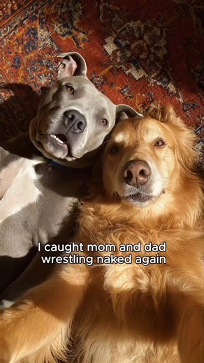 hoomans are indeed a mystery… 👀🐾 #chuckandbarry #goldenretriever #staffy #wearegoodpets | Chuck & Barry