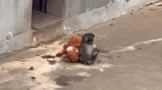 Viral Monkey Sits With Stuffed Toy 'Mother' After Abandonment