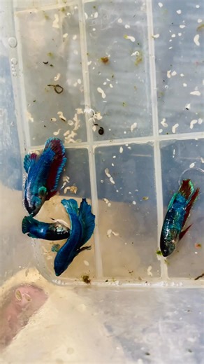 16 reactions · 57 shares | Stock clean offer  Solid blue plaket  Inbox for more details  Whatapp/call : 01943682313酪 | Gol D Roger | Facebook