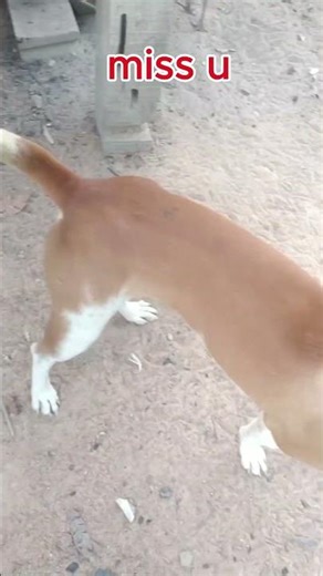 Three days apart, I miss you so much #dogs #doggybestfriend #youtubeshorts #doggielife#colonelkkjϟ