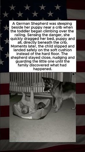 Hero German Shepherd Saves Little Child