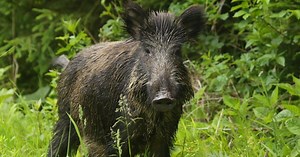 VIDEO Po Bratislave sa opäť špacírujú diviaky: NEUVERITEĽNÉ koľko ich je!