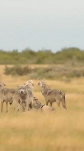 #wolf #wolves #howling #OldWolf #dogoftheday #wildlife #dogofinstagram #doglover #wildanimal #BMW #earthcapture | Wolf lovers world