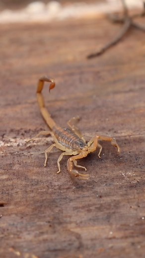 Hey everyone! This is Ranger Eric. Despite what many people may think, we actually do have scorpions in east Texas! The native species most frequently seen in the Livingston area is the Striped Bark Scorpion (Centruroides vittatus). This is a species of scorpion that lives mostly throughout the midwestern portions of the United States and is feared by many. As you will see in this video, they are nowhere near as dangerous as most people make them out to be and are something to be respected, not