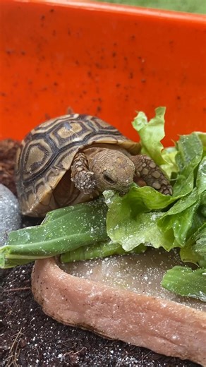24K views · 4.3K reactions | Leaf is out here being adorable for absolutely no reason  #LeafTheTortoise #CutestLittleDude #ShellBaby #TortoiseVibes #PetContent #TinyButMighty #fblifestyle | Leaf and Twig - Tortoise Twins | Facebook
