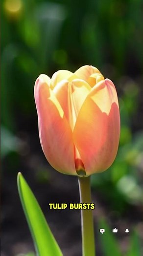 timelapse~Tulip Bloom in Seconds! #naturetimelapse