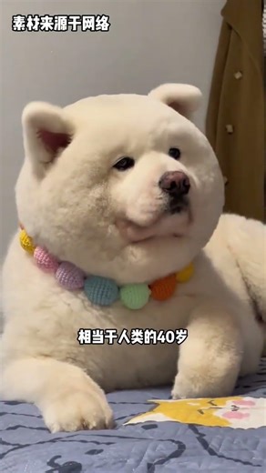 Do you know the secret of a dog s age So what stage is your dog at#dog#An Advanced Gui