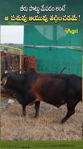 బీరు పొట్టు మేపడం అంటే..! #ToneAgri #CowHeatDetection #CowBreeding #EstrusDetection #HeatCycleOfCows