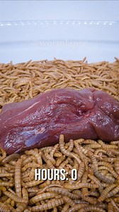 5.6M views · 11K reactions | 10 000 MealwormsEating Raw Reindeer Meat in Timelapse | WormLapse | Facebook