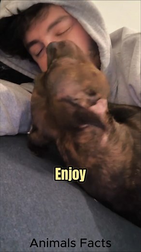 17K views · 698 reactions | 3 Things I Wish I Knew Before Getting My First Dog  | Animals Facts | Facebook