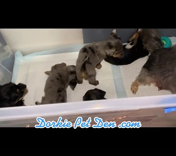 #dorkiepetden #dorkie #puppy #adorable #puppies #adorable #cute #dog #playful #littlepuppies #adoptme