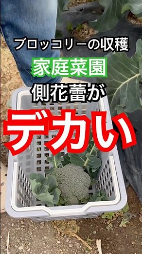 【ブロッコリーの収穫】 #家庭菜園
