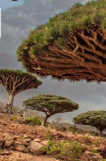 Socotra an Alien Island