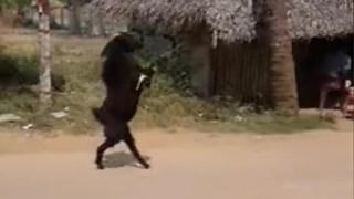 India: la capra entra nel villaggio camminando su due zampe