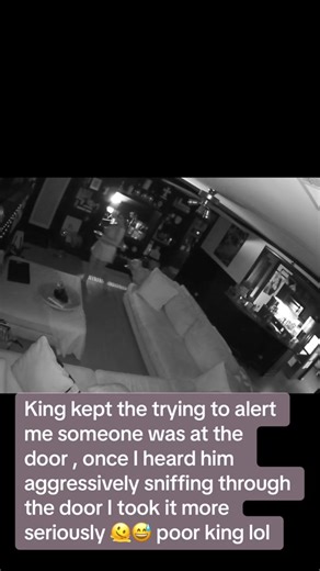 Guard Dog Cane Corso Alerting Owner at the Door