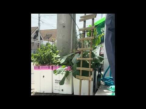 How to grow pumpkins.ปลูกฟักทองในกล่องโฟม