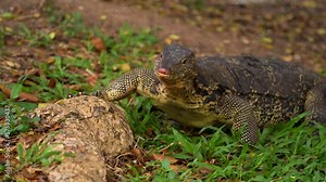 Monitor Lizard (Varanus Salvator), also called Common Water Monitor, is a large Varanid Lizard native to Southeast Asia