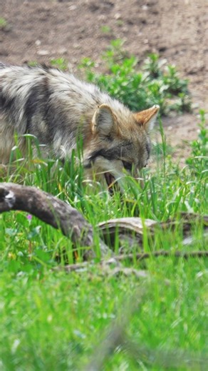On this day 27 years ago, the Mexican wolf was reintroduced into the Blue Range Recovery Area. 🐺 March 29th, 1998: 11 wolves were released into Arizona and New Mexico. Today there are a minimum of 286 wolves in this population. 🐺 A minimum of 60 packs were reported, 37 in New Mexico and 23 in Arizona. 🐺164 pups were born in the wild in 2024. “Prior to the first release into the wild, many thought that a successful free-ranging wild Mexican wolf population was impossible, but as we can see fro