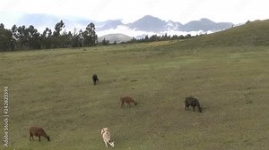 An alpaca (Vicugna pacos) is a domesticated species of South American camelid. It resembles a small llama in appearance. There are two breeds of alpaca; the Suri alpaca and the Huacaya alpaca. The lla