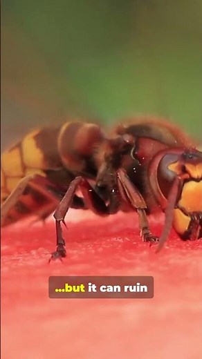 🐜 Velvet Ant | The “Cow Killer” with a Painful Sting 😱🔥 #facts#nature #shorts #wildlife #naturevideo