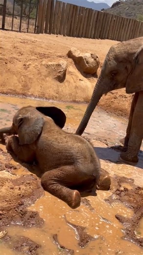 Reteti Elephant Sanctuary on Instagram: "One little ellie bum, one very big muddy puddle… 🐘🤎 Kimani has mastered the art of the mud bath, diving in trunk first like a true champion! Ngaremara is standing watch like a proud coach, cheering on every muddy move. 🥳 Sometimes the best days are messy – and always better when shared. 🫶🏽 Join Kimani and Ngaremara’s mud club by adopting them today: reteti.org/adoptions (link in bio) ✨ Video by @lechongoronaomi"