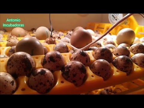 Stop Losing Chicks! 🥚 Egg Turning Secrets for Homemade Incubators