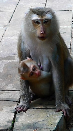 Watch Lovely Young Mommy Monkey Joyce Gently Caring for Her Adorable Little Baby Jacee as They Explore the Forest Together, Play, and Share Heartwarming Moments That Will Melt Your Heart Completely! | Amazed in the Jungle