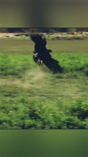 eagle🦅 hunting rubbit #shorts #eagleattacks