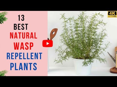 13 Plants That Actually Keep Wasps Away | Best Natural Wasp Repellent Plants