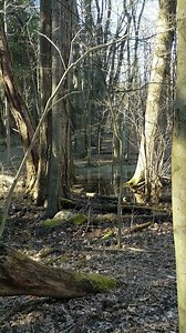Wetlands are very important to the ecosystem, not only do their filter pollution from water, but they are vital resources for animals. One type of wetland is a seasonal depression that collects snow melt/rain water and then dries up during the summer, this is called a vernal pool. Vernal pools are ideal habitats for breeding amphibians because they lack predators (fish). There are ten different frogs/toads typically heard/seen around Stark County that utilize vernal pools every year. In this Ver