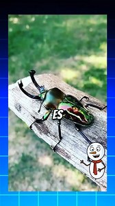 1.1M views · 59K reactions | Estos son los insectos más raros del mundo  #curiosidades #datoscuriosos #SabiasQue #instagood #charity #fypシ゚ #virals #reels #animals #instagram #usa #insectos | Mundo curioso | Facebook