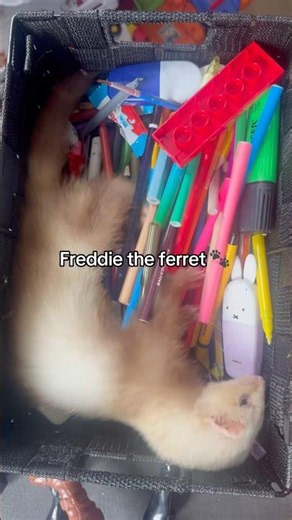 Happy ferret #ferret #cuteferret #cuteness #playinganimals #animal #smallanimals #ferrets #pets #fyp