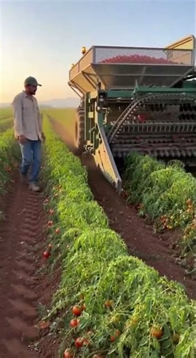 Smart farmer working with tomato harvesting machine | Farmer Technology #farmer